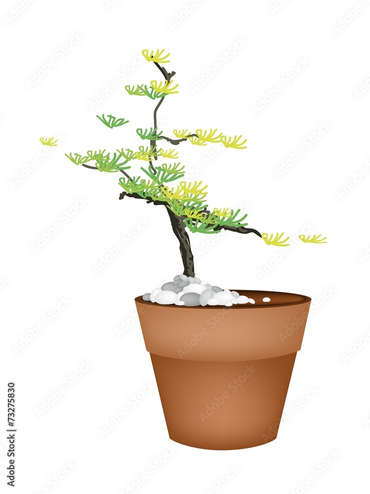 A Beautiful Spruce Tree in Flower Pots A Beautiful Spruce Tree in Flower Pots