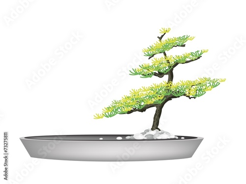 A Beautiful Fir Tree in Flower Pots