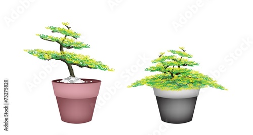 Two Beautiful Fir Tree in Flower Pots