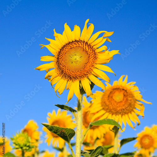 Sunflower Field.