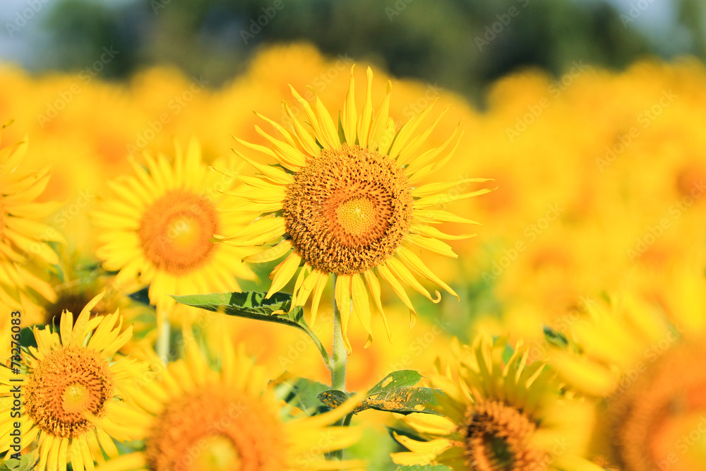 Fototapeta premium Sunflower Field.