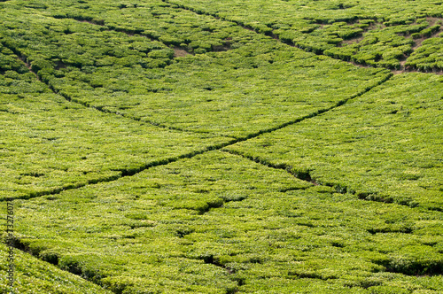 Tea Plantation photo