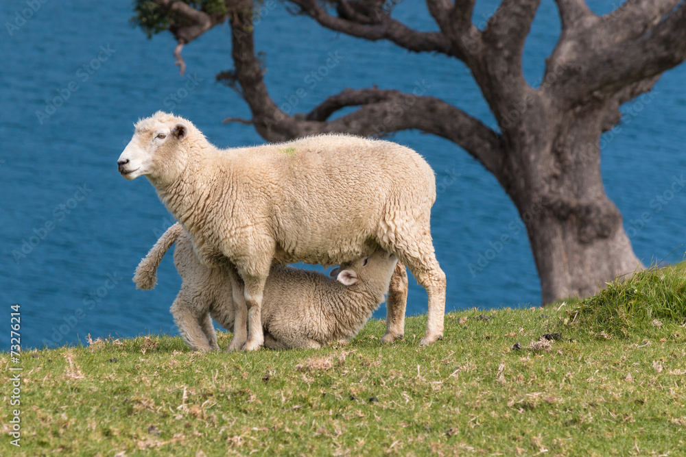 Fototapeta premium sheep feeding young lamb