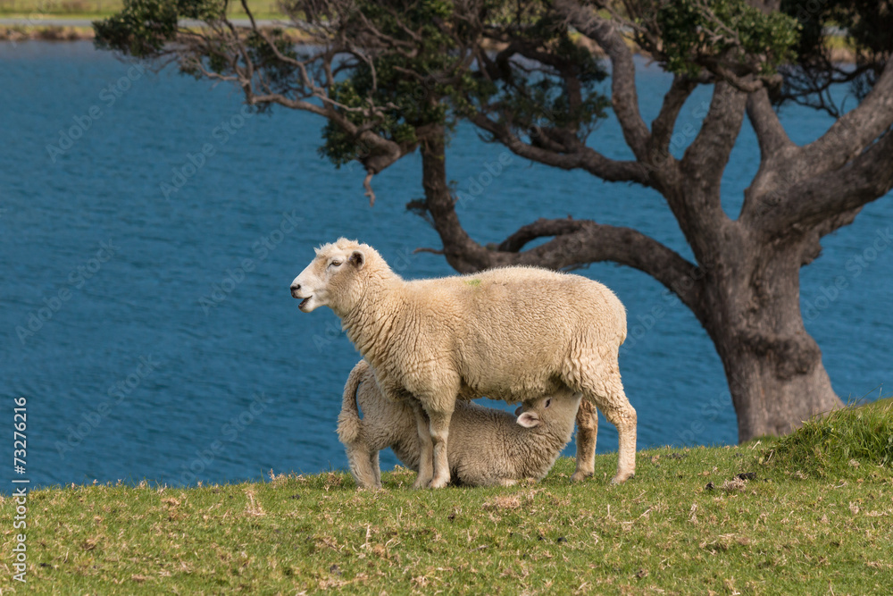 Fototapeta premium ewe with suckling lamb