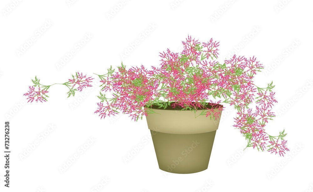 A Pink Flowering Plants in Flower Pot A Pink Flowering Plants in Flower Pot