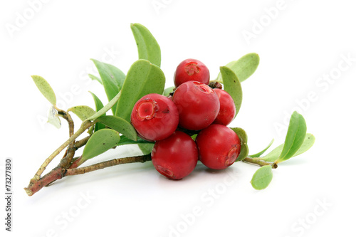 Twig of ripe cowberry