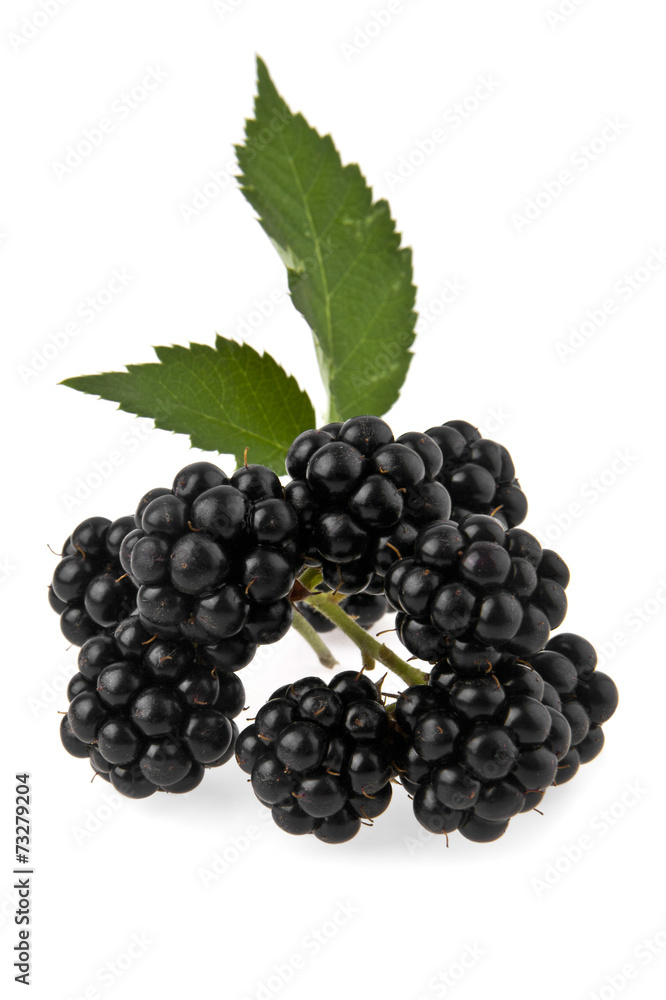 Fototapeta premium blackberry