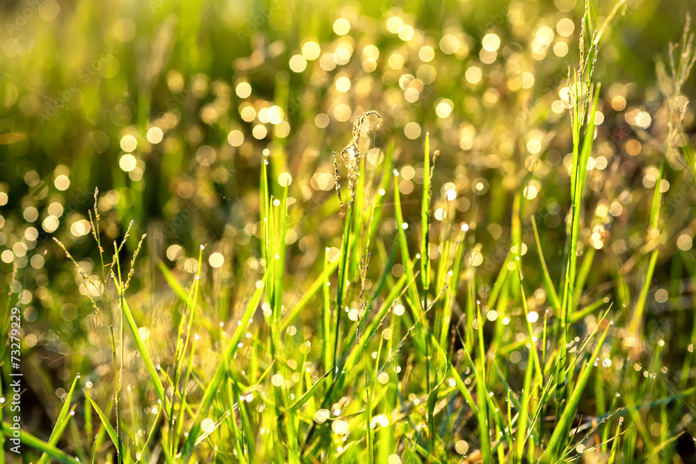 Soft grass field background Soft grass field background