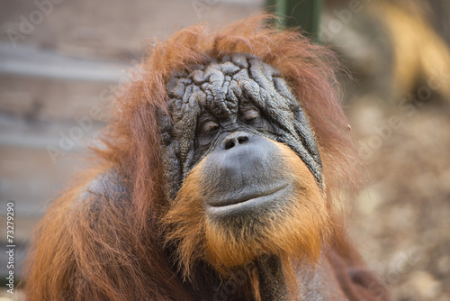 Canvas Print orangutan monkey close up portrait