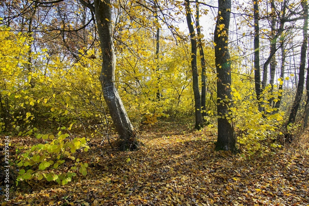 Obraz premium autumn forest