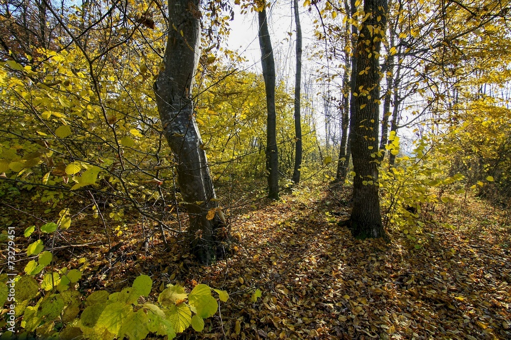 Fototapeta premium autumn forest