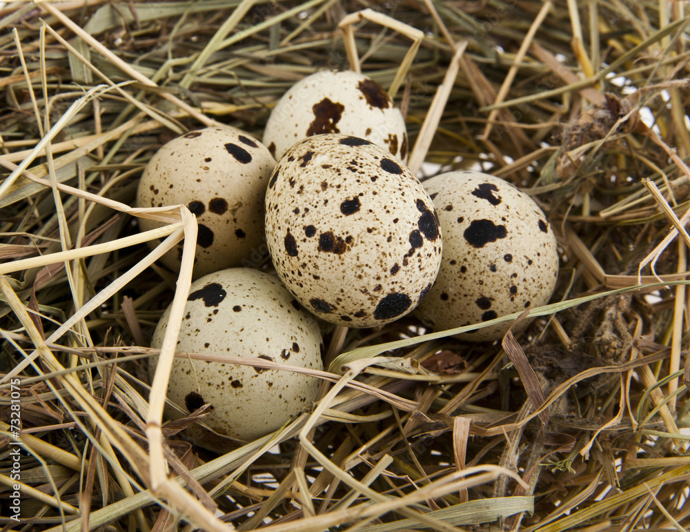 Obraz premium Quail eggs in a straw nest
