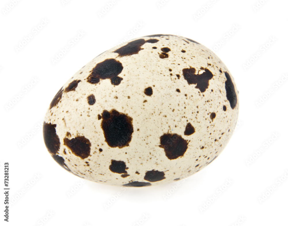 egg egg