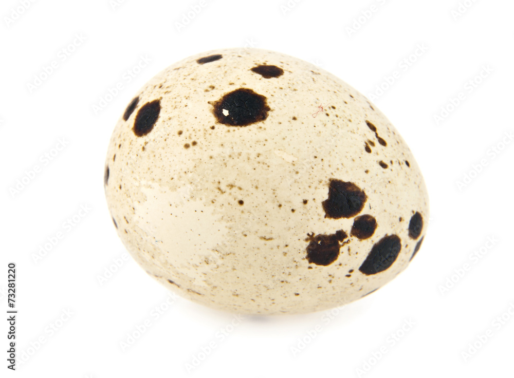 egg egg