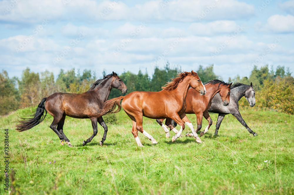 Herd of horses running on the pasture in autumn Herd of horses running on the pasture in autumn