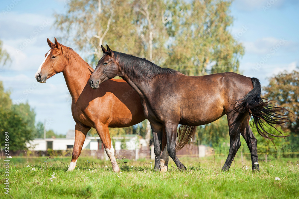 Two horses walking on the pasture