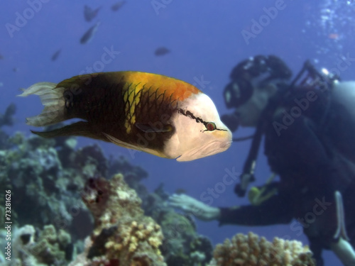 Coral fish Singjaw wrasse photo