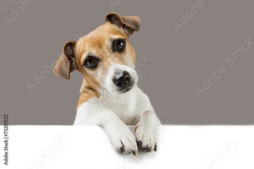 Obraz na plátne Adorable dog Jack Russell terrier with poster