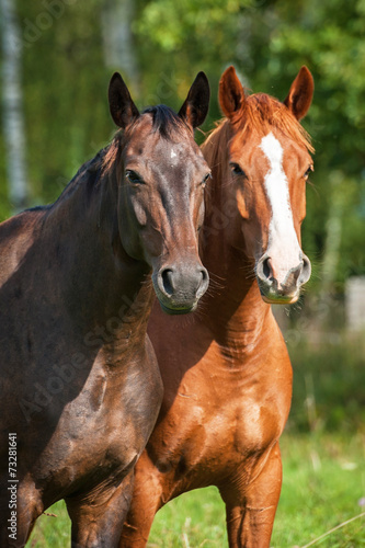 Portrait of two horses on the pasture © Rita Kochmarjova