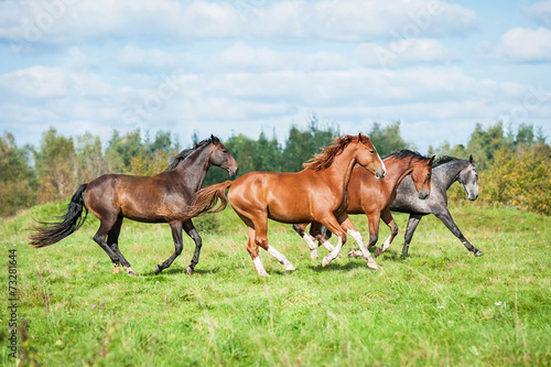 Herd of horses running on the pasture in autumn © Rita Kochmarjova