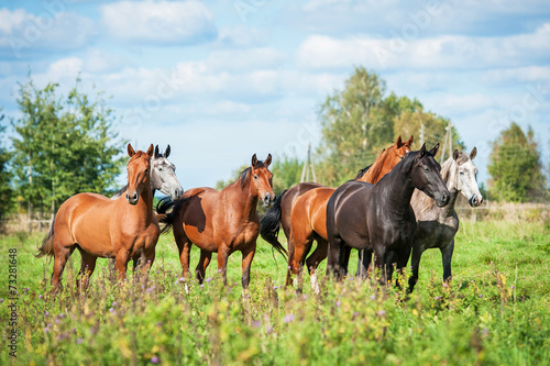 Herd of horses on the pasture in autumn