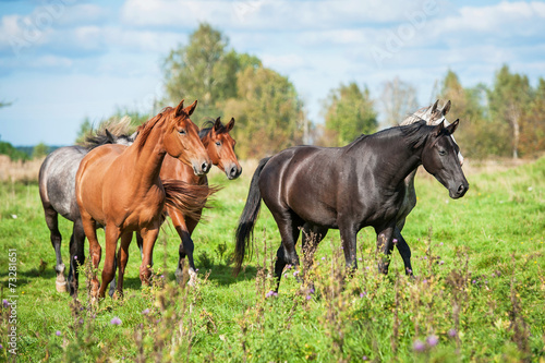Herd of horses on the pasture in autumn