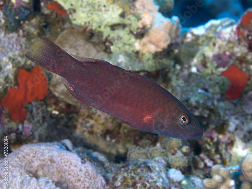 Coral fish Bandcheek wrasse