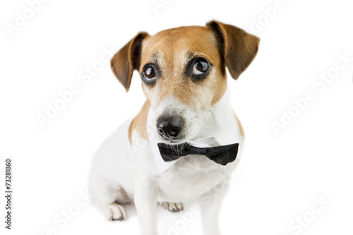 Dog portrait looks up with a tie © Iryna&Maya