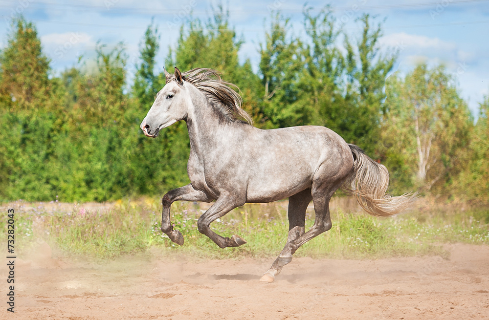 Andalusian stallion running on the pasture in autumn