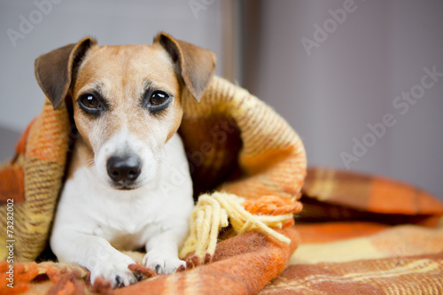 keep warm under a blanket comfortable dog