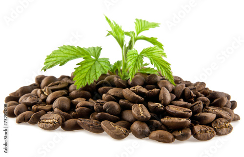 grains of coffee