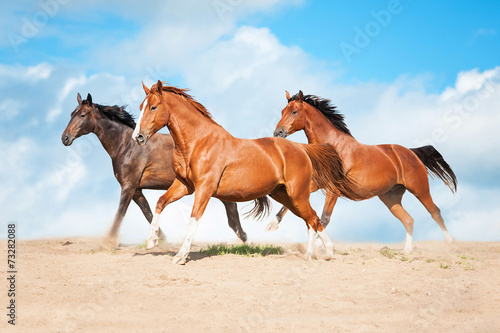 Herd of horses running