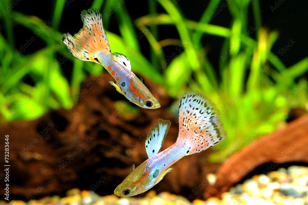 Obraz premium グッピー2匹