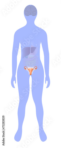 uterus highlighted on the silhouette of a woman