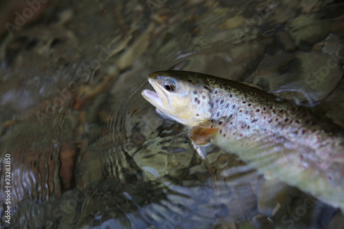 Closeup of fario trout being caught in river