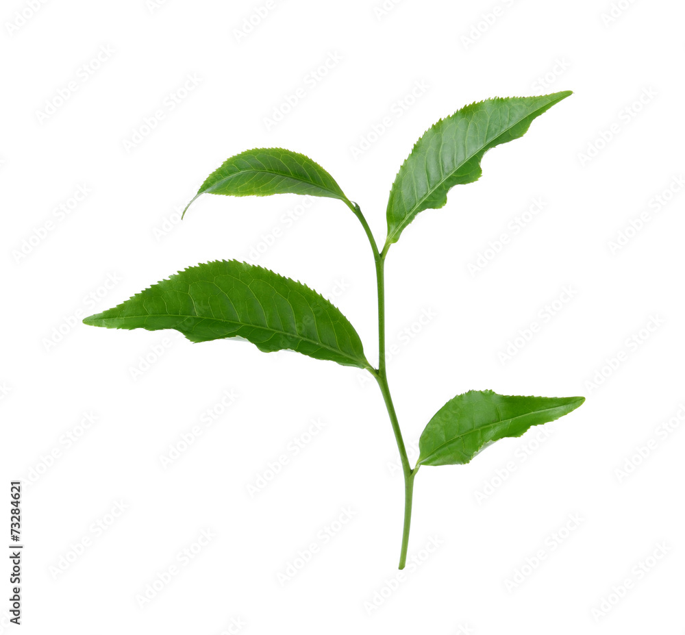 green tea leaf isolated on white background green tea leaf isolated on white background