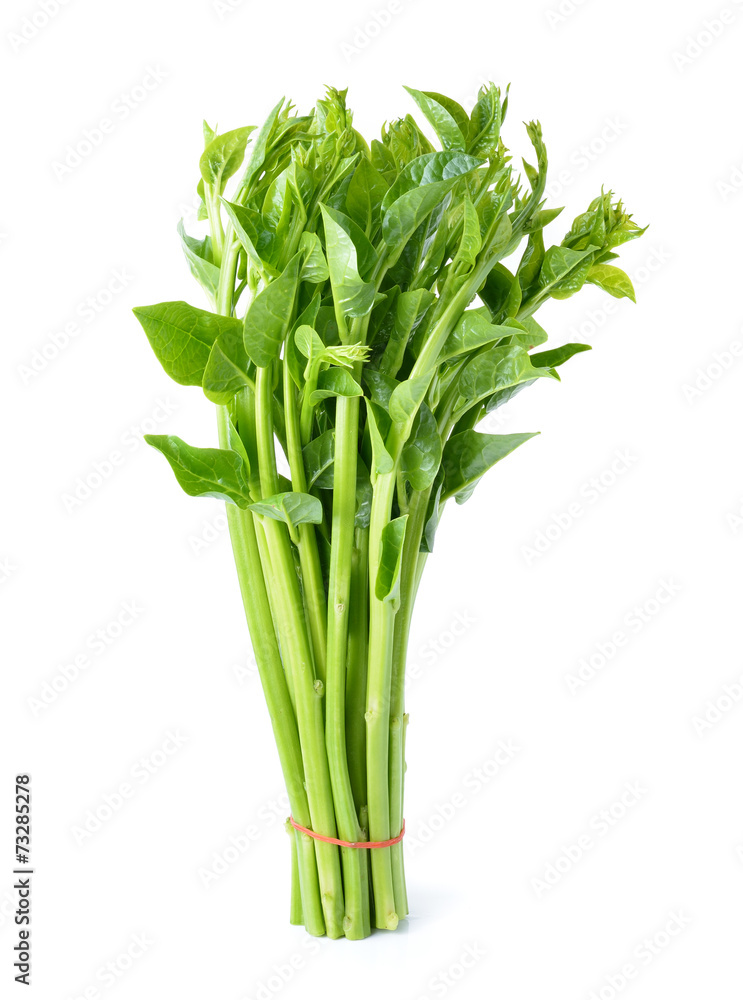 Fototapeta premium Malabar spinach or Ceylon spinach isolated on white