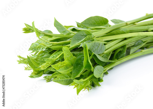 Malabar spinach or Ceylon spinach isolated on white