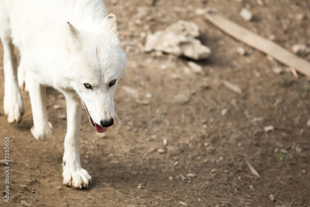 Arctic Wolf (Canis lupus arctos) aka Polar Wolf or White Wolf - Arctic Wolf (Canis lupus arctos) aka Polar Wolf or White Wolf -