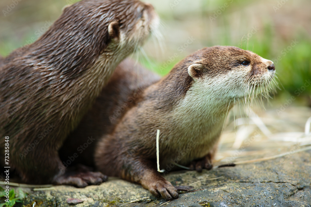 Cute otters - Eurasian otter (Lutra lutra) Cute otters - Eurasian otter (Lutra lutra)