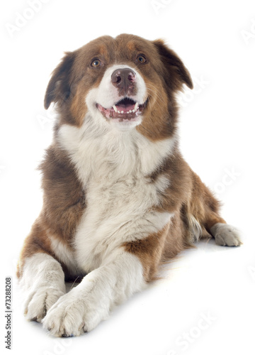 australian shepherd