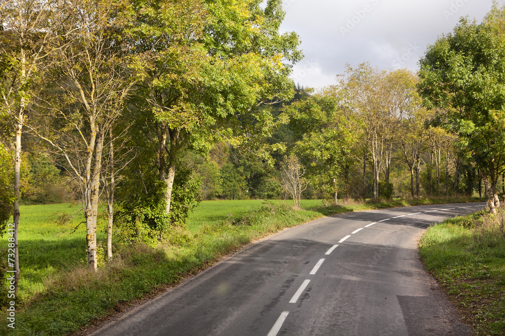 Fototapeta premium way via forest