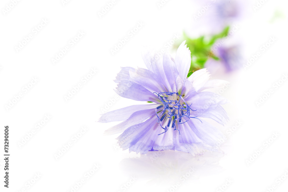 Fototapeta premium flower