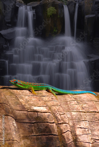 Mauritius gecko by the waterfall