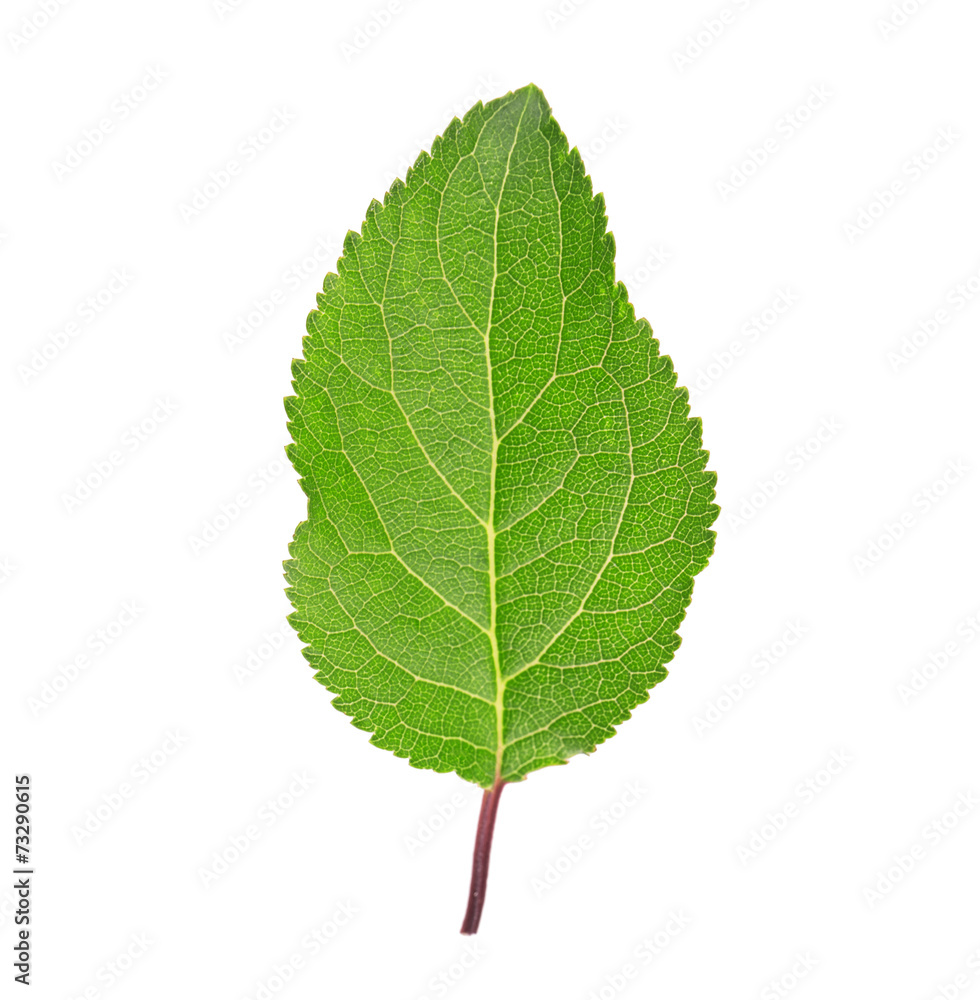leaf leaf