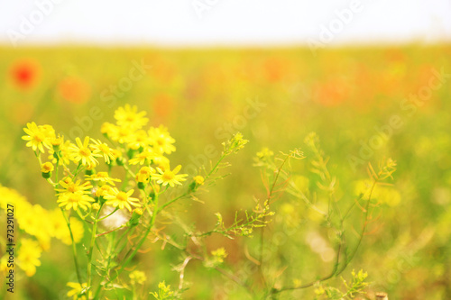 Fototapeta Naklejka Na Ścianę i Meble -  Beautiful daisy flowers in the field