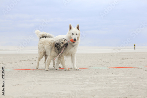 Two dogs playing on the beach