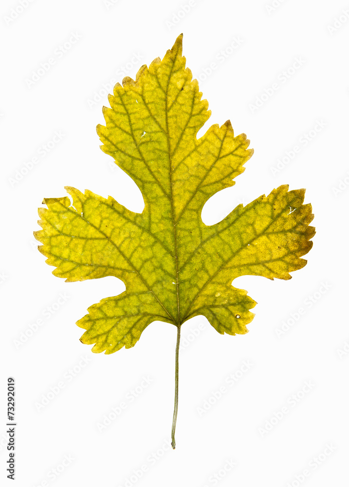 bright autumn leaf bright autumn leaf