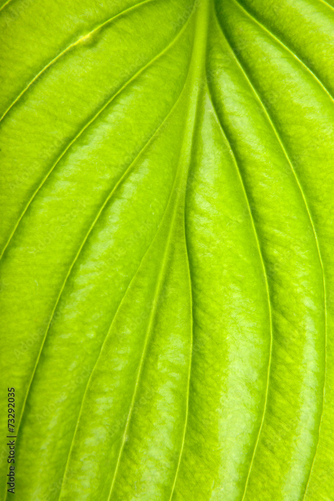 green sheet green sheet