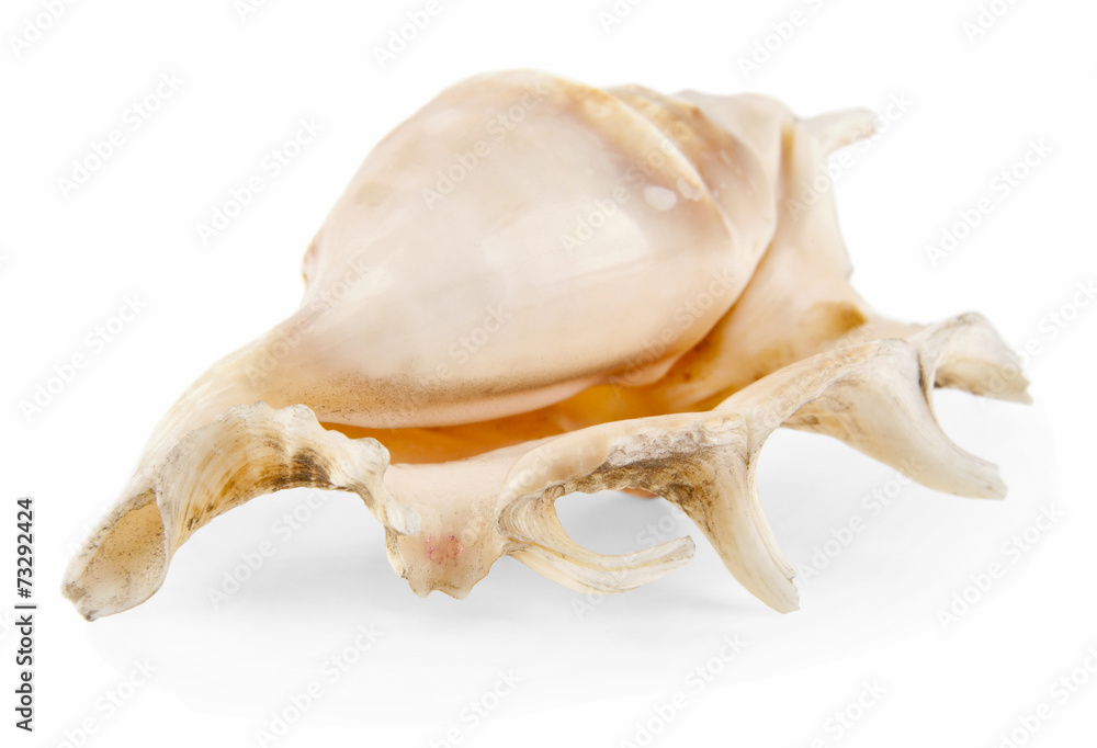 cockleshell cockleshell